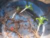 Ежемалина садовая посадка и уход обрезка и размножение ежемалины лучшие сорта с фото
