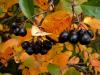 Лечебные свойства черноплодной рябины и противопоказания к ее употреблению