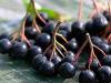 Черноплодная рябина — лечебные свойства, польза и вред