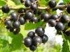 Чёрная смородина: сорта супер крупной сладкой и урожайной, описание, фото