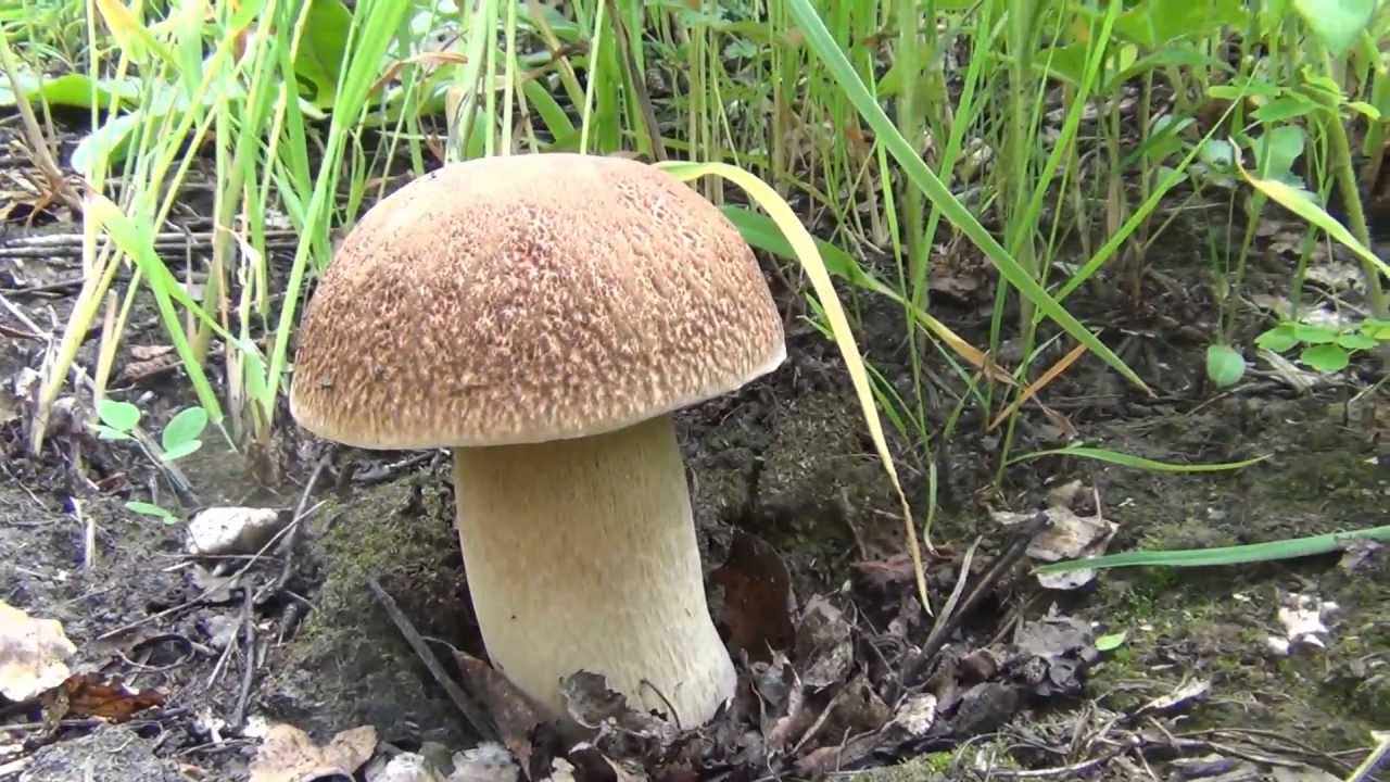 Покажи видео грибов