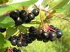 Benefits of chokeberry: healthy heart and strong immune system!
