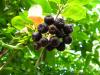 Useful properties and contraindications of chokeberry