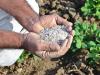 Acidi borik: përdorimi i plehrave për bimët në kopsht, kopsht perimesh dhe serë