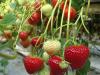 Ta hand om remontanta jordgubbar efter den första fruktsättningen