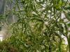Причини, поради които листата на доматите се извиват на върха
