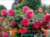 Types of roses with photos and descriptions