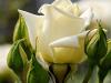 What do white roses symbolize?