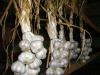 How to store garlic at home all winter: rules and methods