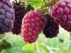 Ezhemalina - a hybrid of raspberries and blackberries
