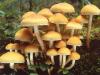 Honey mushrooms false and edible photos