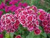 What biennial flowers can be planted in June at the dacha