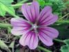 Mallow flower: growing from seeds and subsequent care