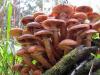 Edible mushrooms: types with photos