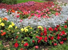 Ονόματα λουλουδιών του φθινοπώρου: όλη η πολυτέλεια του απερχόμενου καλοκαιριού