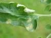 Γιατί τα φύλλα ντομάτας καμπυλώνουν προς τα μέσα σε ένα θερμοκήπιο: λόγοι και θεραπείες