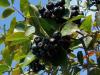 Chokeberry - all its medicinal properties and contraindications