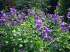Perennial bells: planting and caring for flowers