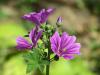 Mallow perennial planting and care
