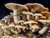 Basic rules for collecting edible mushrooms