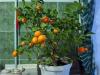 वीडियो में घर पर खट्टे फल उगाने का राज
