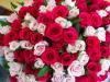 What do yellow, pink, white, red, burgundy, cream, orange, coral, white-pink, mixed roses mean, 1, 3, 5, 7, 9, 25 roses as a gift