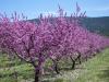 Planting an almond tree in the garden, features of care and propagation