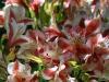 Alstroemeria flowers at home