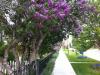 Lilac: description, varieties, cultivation