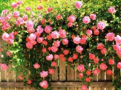 Виды и популярные сорта роз для выращивания в саду