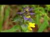 꽃 Ivan da Marya : 식물, 의약 특성 및 응용에 대한 설명