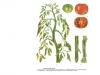 Tomatblad curl: varför detta händer och vad man ska göra