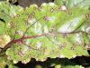 Beet diseases and pests