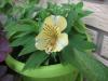 Features of caring for alstroemeria at home