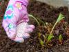 पौधों के लिए बोरिक एसिड का उपयोग - सबसे प्रभावी तरीके