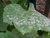 Treatment and prevention of powdery mildew on cucumbers, the main control measures