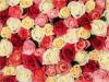 Ką reiškia rožės, priklausomai nuo pumpurų spalvos?