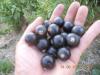 A variety of large and sweet blackcurrant