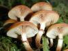 Delicious mushroom: summer honey fungus