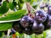 Chokeberry medicinal properties and contraindications