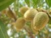 Almonds: how to plant and care for them correctly