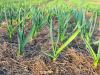 Garlic, planting and care