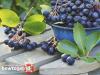 Chokeberry - health benefits and harms