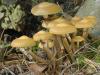 Lieux de distribution et description du champignon d'été