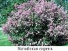 Lilac: types, varieties, cultivation and pruning (photo)