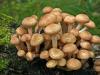 Honey mushrooms are false and edible: photos and key features