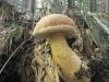 Kërpudha e tëmthit: përshkrimi dhe fotografia