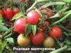Pomidorai: geriausios veislės atvirame lauke