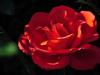 The red rose is a symbol of divine mystery