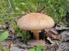Edible fly agaric mushrooms: types and their photos Amanita blushing gray-pink